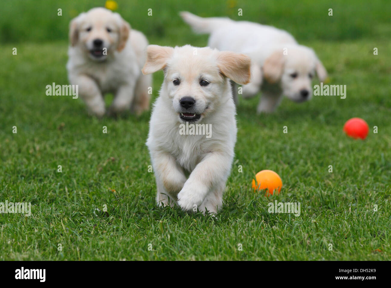 Golden retrievers running on a meadow hires stock photography and