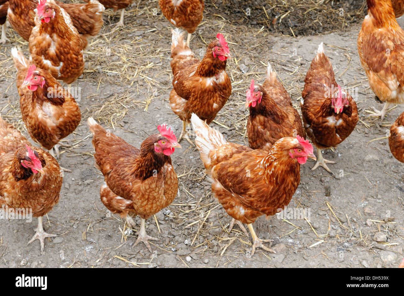 freerange chickens Stock Photo Alamy