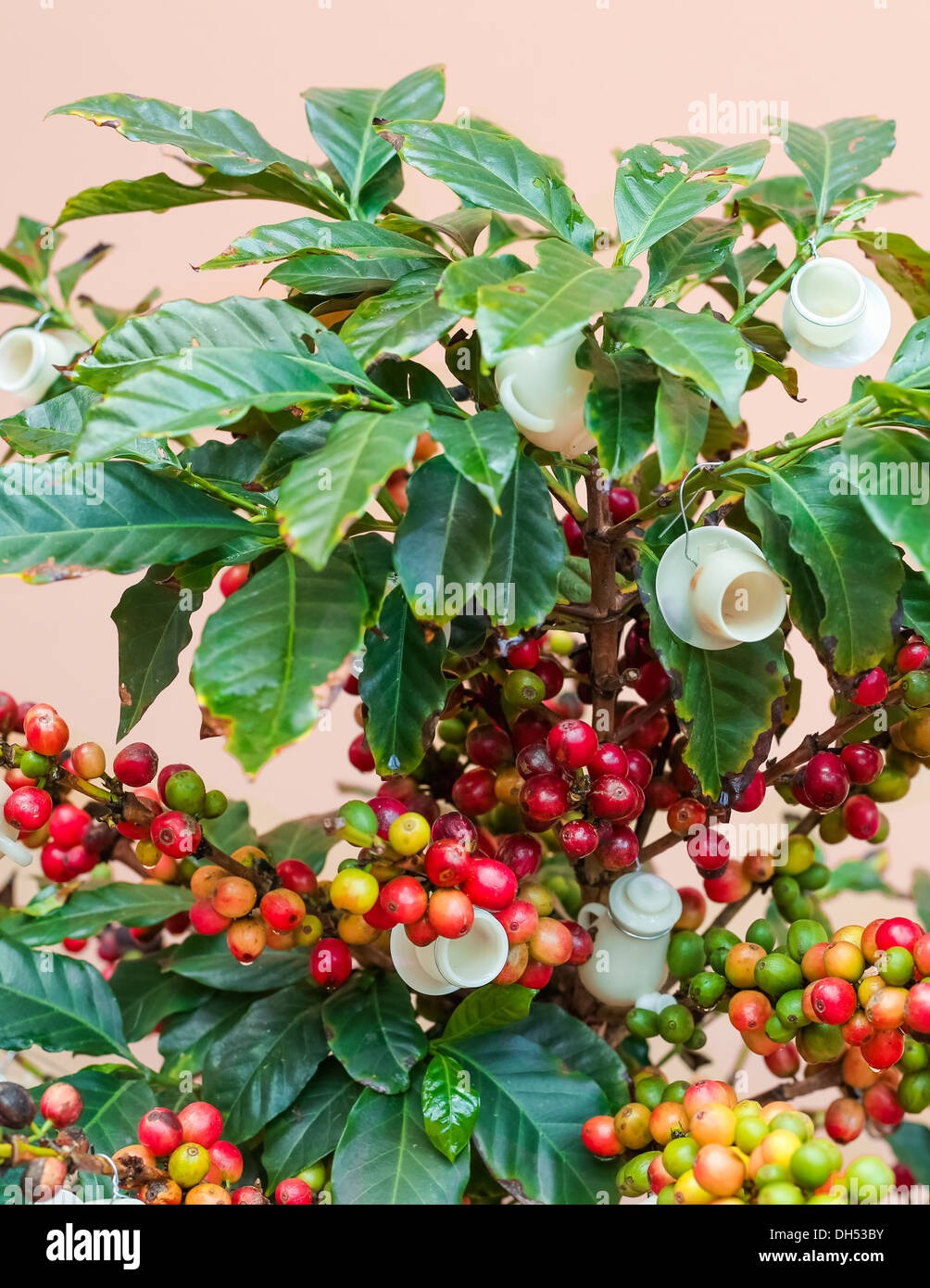 Young Coffee Trees Conilon Robusta Coffea Stock Photo 2348722393