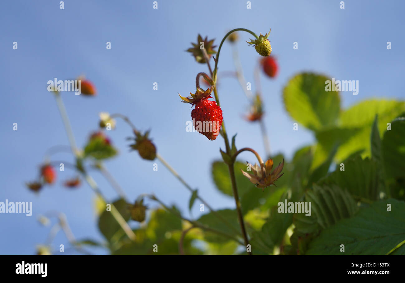 Wild strawberry against the sky Stock Photo - Alamy