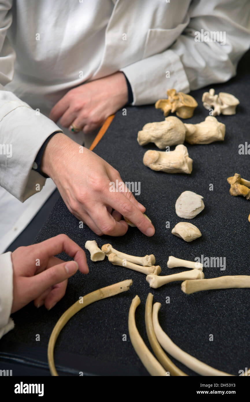 Students learn about bone identification including ruling out animal bones as possible human remains with Forensic Anthropologis Stock Photo