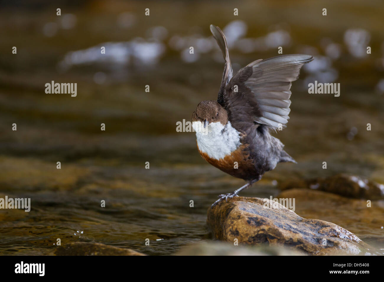 European, white throated, Dipper (cinclus cinclus) stretching wings on rock. Yorkshire Dales, North Yorkshire, England, UK Stock Photo