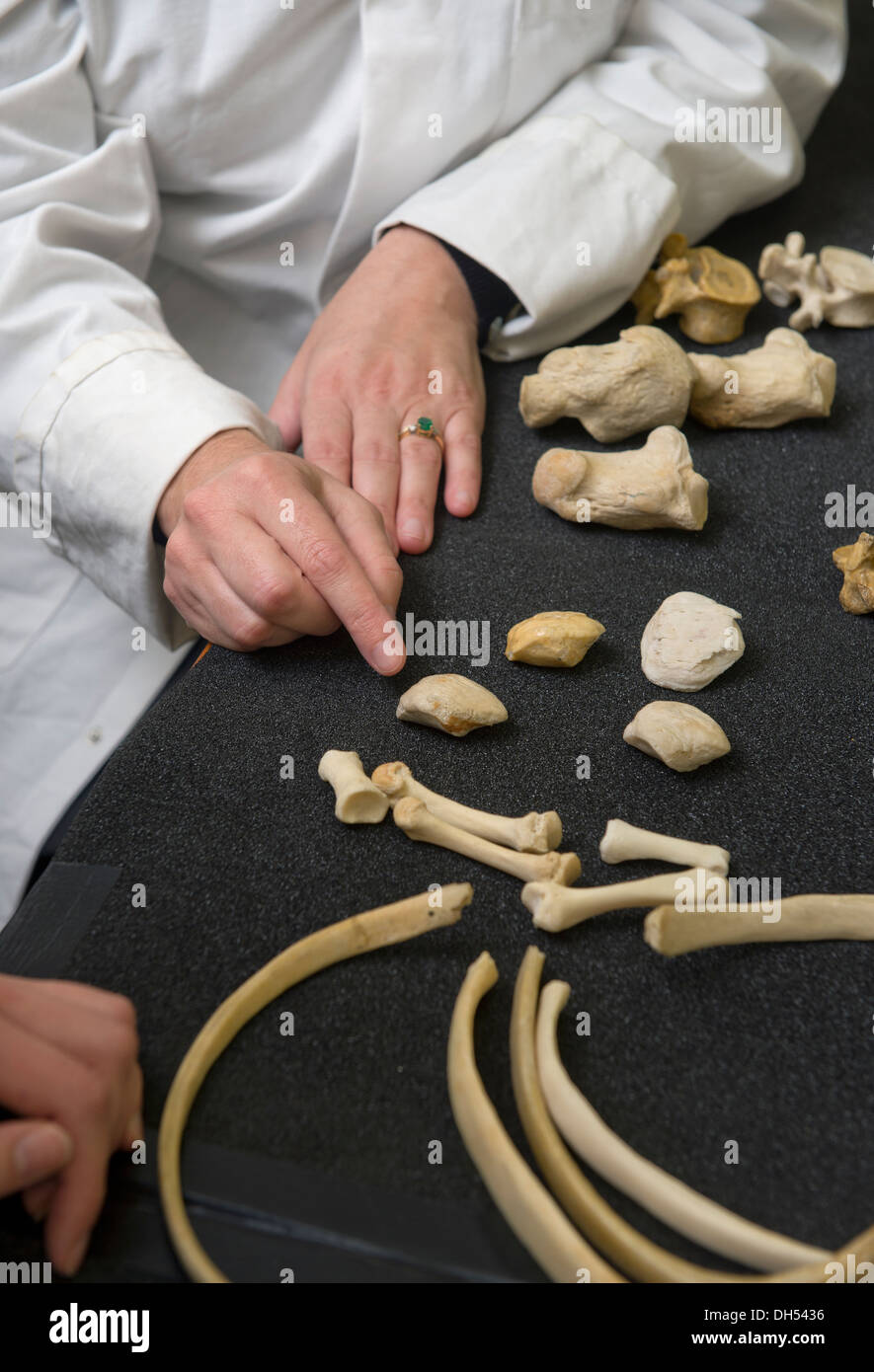 Students learn about bone identification including ruling out animal bones as possible human remains with Forensic Anthropologis Stock Photo