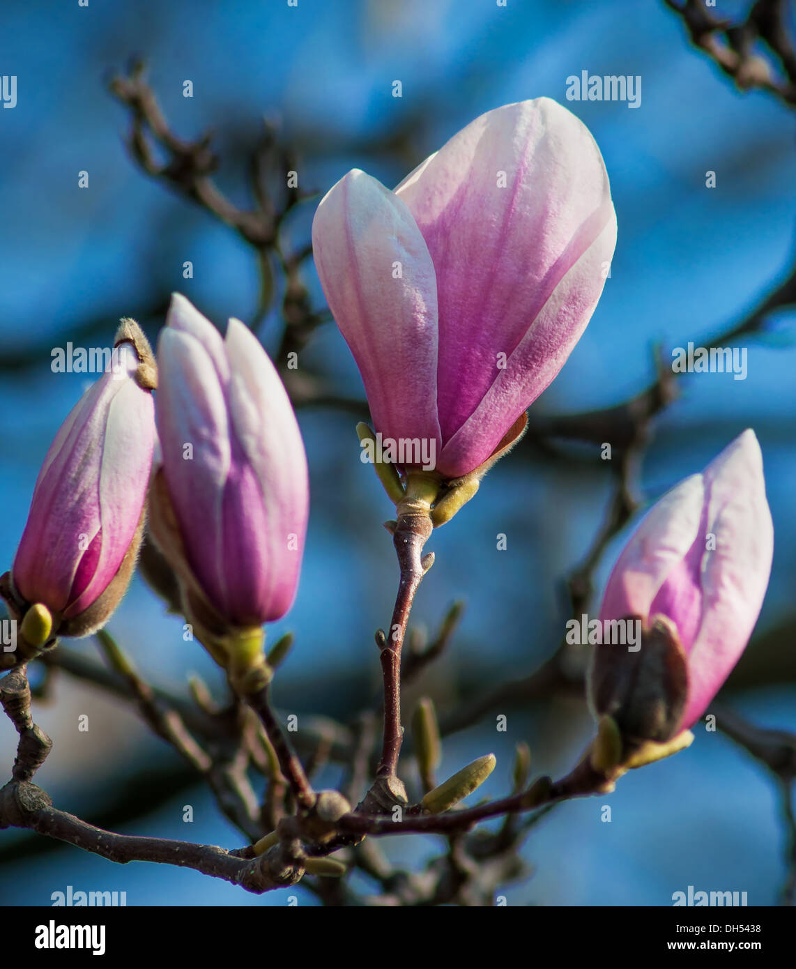 Magnolia tree blossoms in springtime garden Stock Photo - Alamy