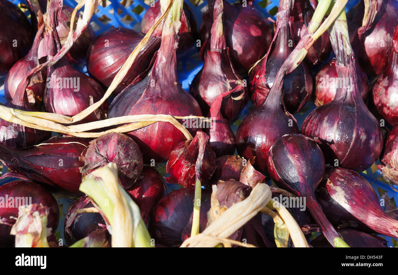 Onion harvest hires stock photography and images Alamy