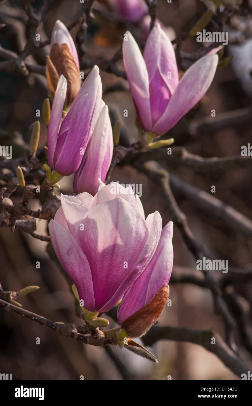 Magnolia tree blossoms in springtime garden Stock Photo - Alamy