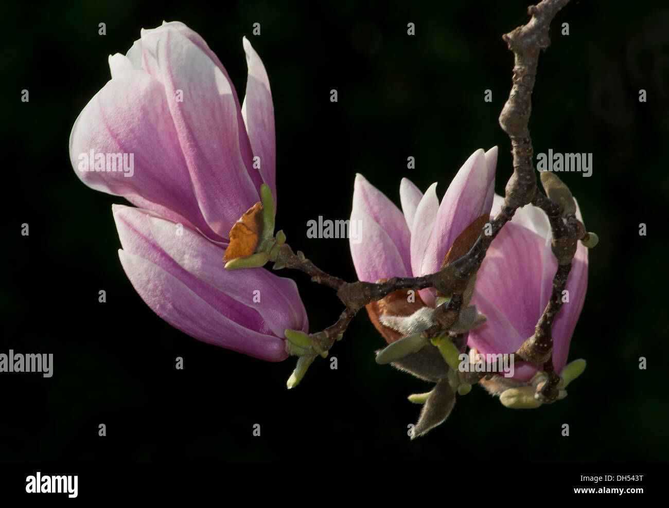 Magnolia tree blossoms in springtime garden Stock Photo - Alamy