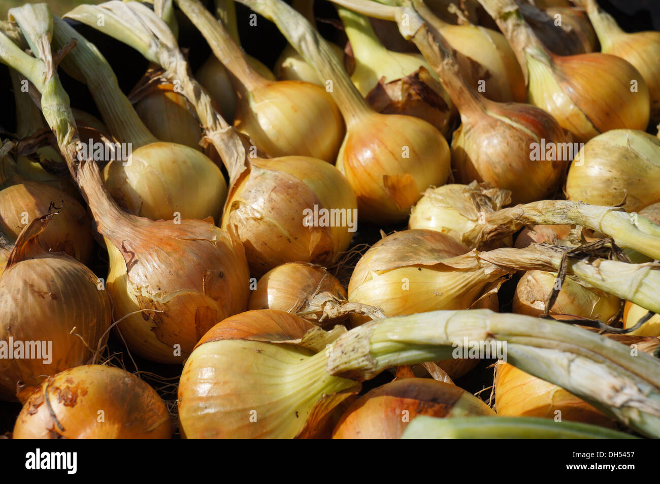 Onion harvest hi-res stock photography and images - Alamy