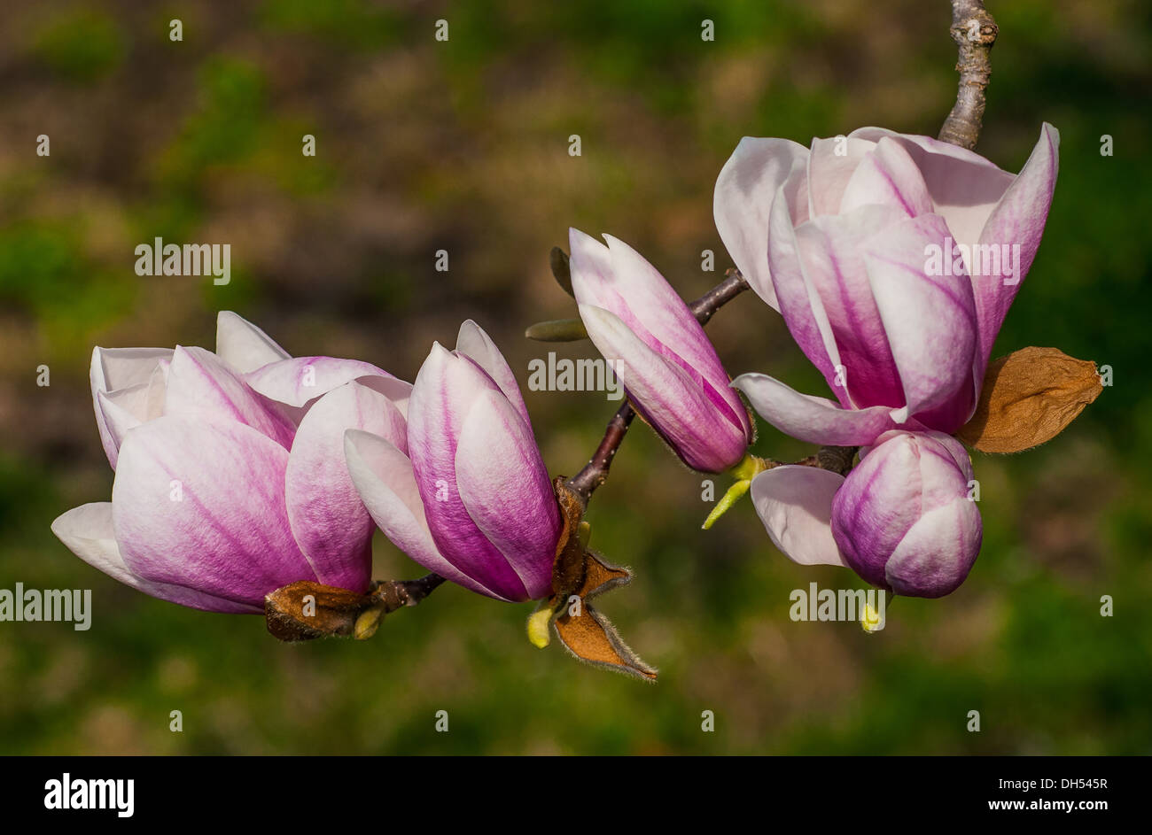 Magnolia tree blossoms in springtime garden Stock Photo - Alamy