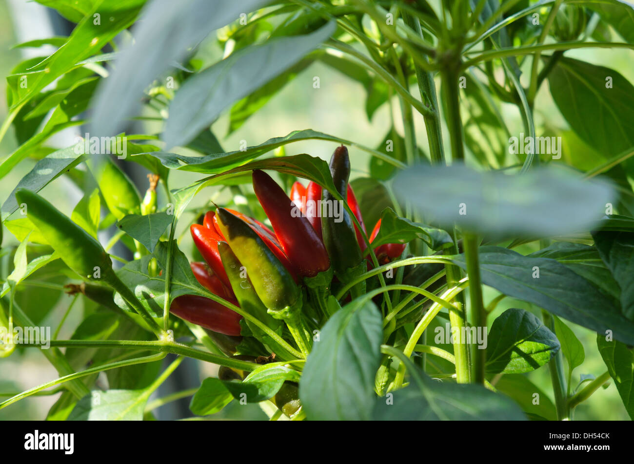 Romanian chili pepper on a plant, swedish name Rumänsk chili, capsicum annuum Stock Photo