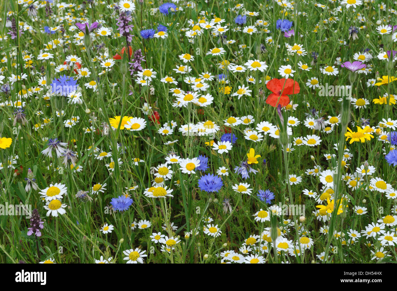 Colourful wild flowers in a planted Wild Flower meadow Wales