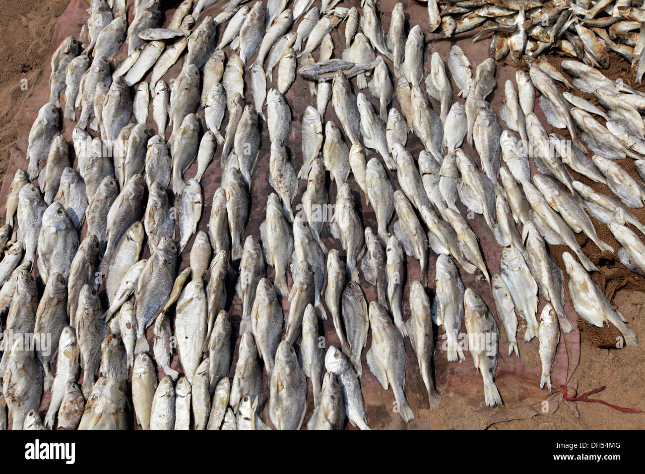 Dry fish, Orissa, India Stock Photo Alamy