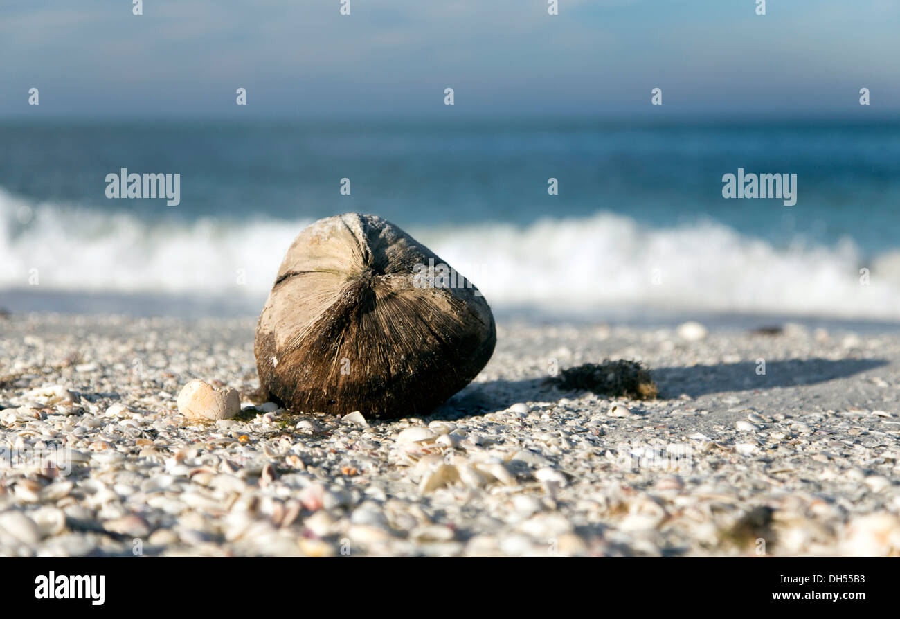 coconut on beach Stock Photo Alamy
