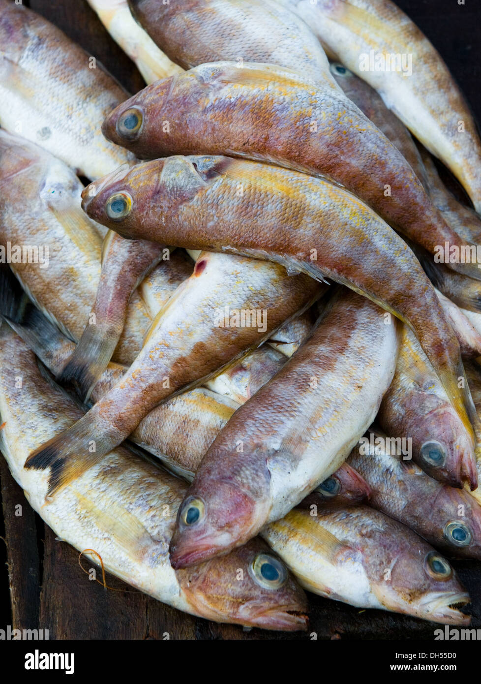 fresh fish at a fish market Stock Photo Alamy