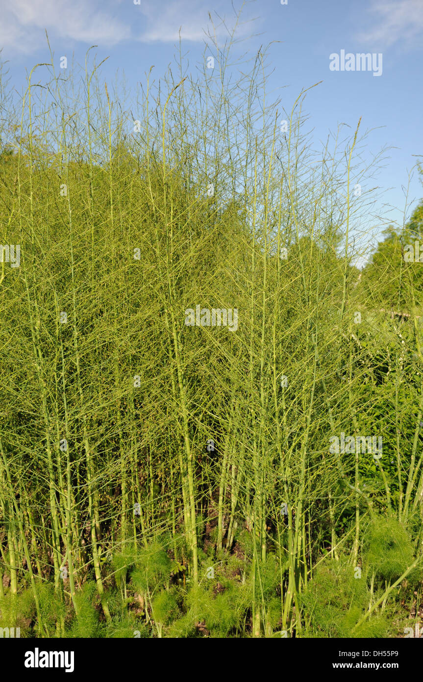 Asparagus Stock Photo