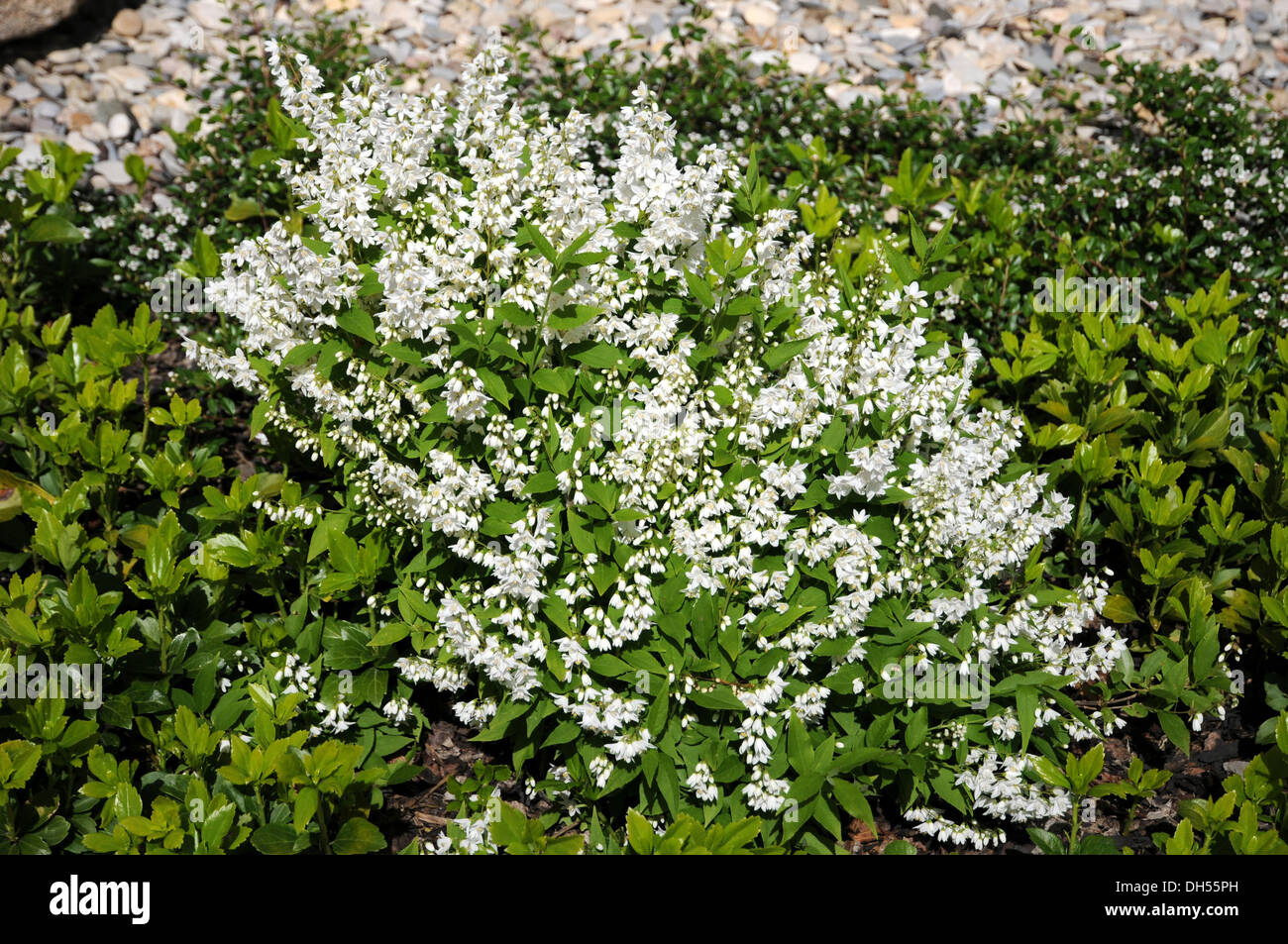 Deutzia Stock Photo