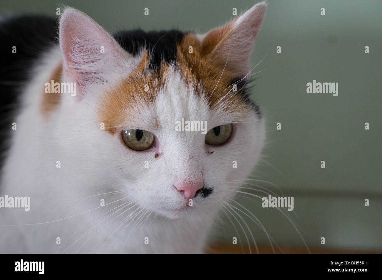 Cat face Stock Photo