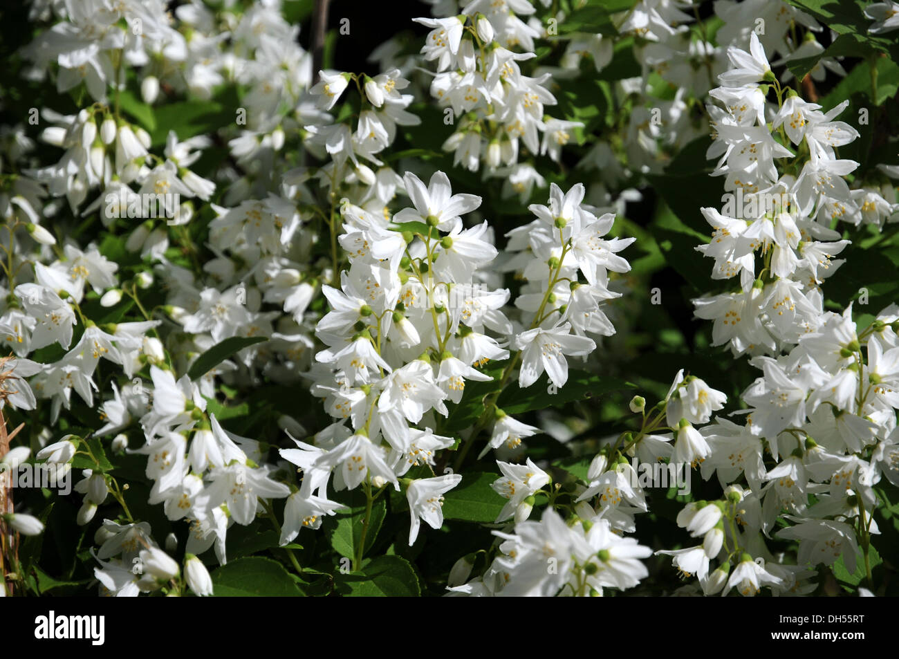 Deutzia Stock Photo
