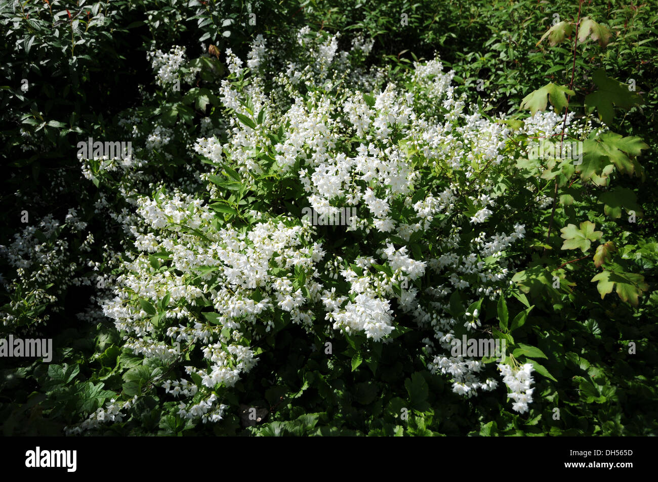 Deutzia Stock Photo