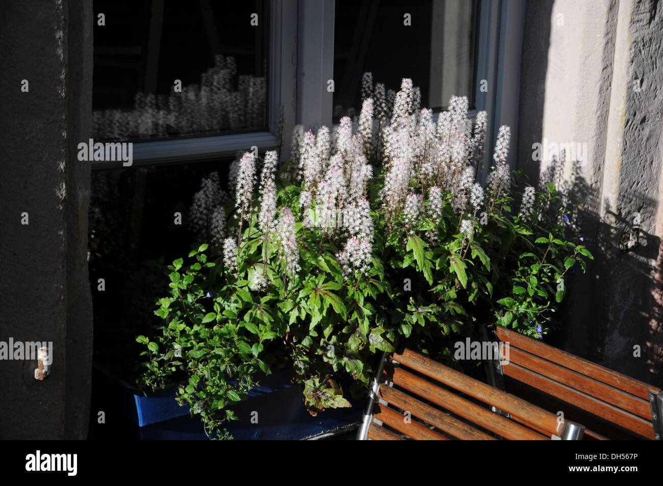 Tiarella Wherry High Resolution Stock Photography And Images Alamy