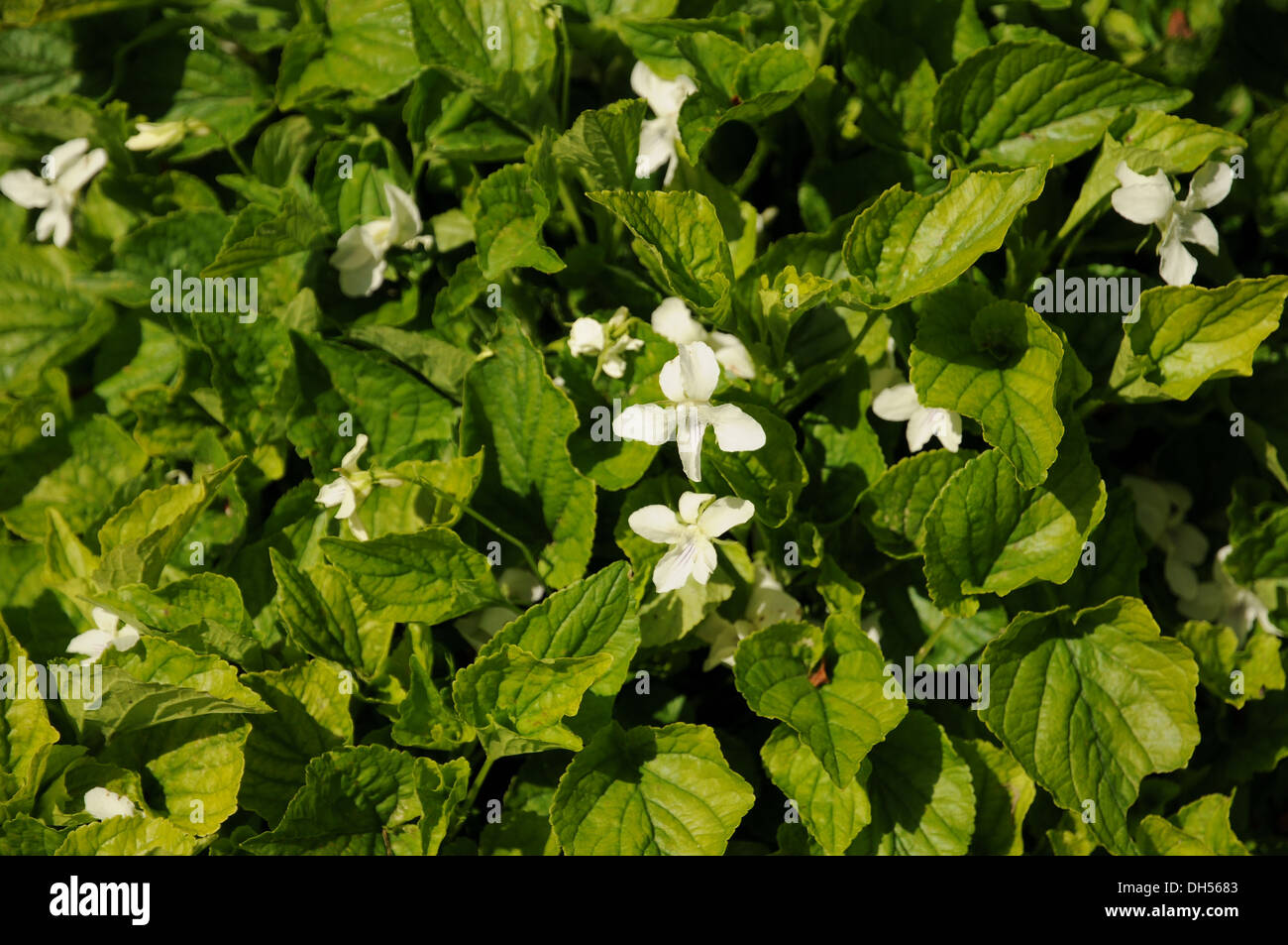 White Viola Stock Photo