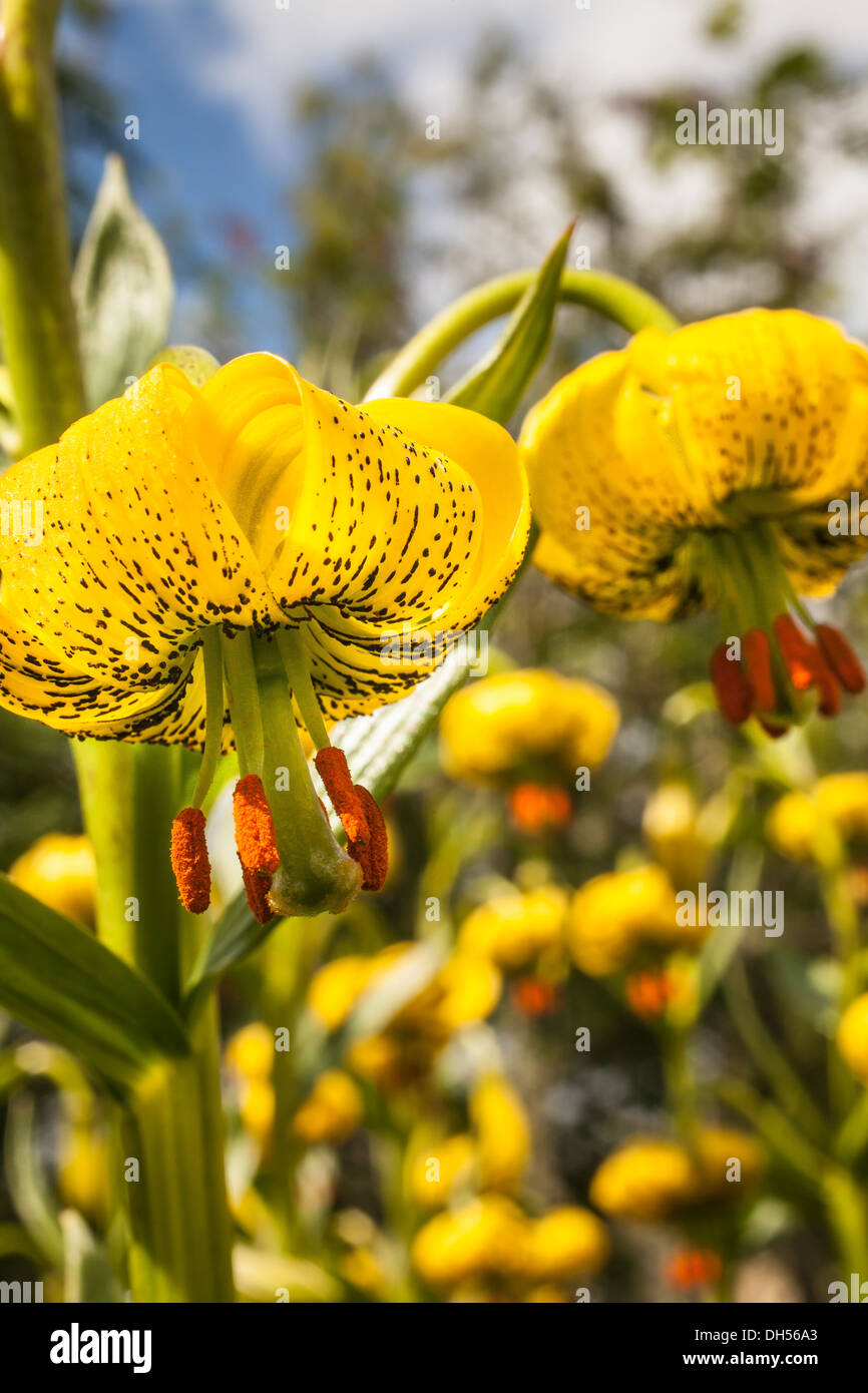 Pyrenean Lily (Lillium pyrenaicum) in Scotland. Stock Photo