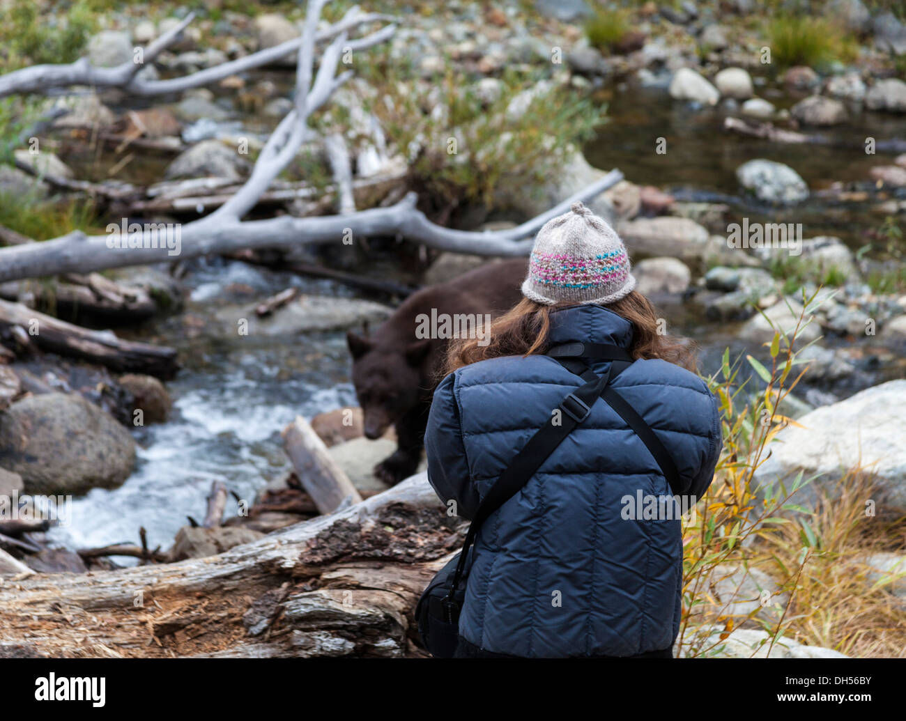 Woman photographs black bear at Taylor Creek in South Lake Tahoe Stock Photo