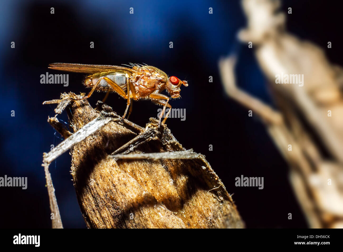 Portrait of a fly Stock Photo