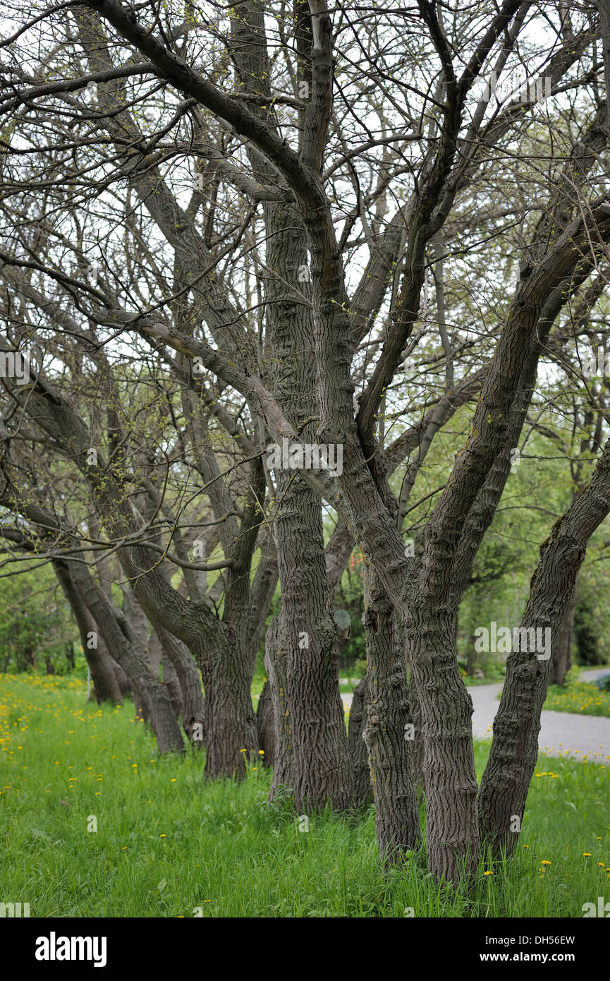 Alley in green park hi-res stock photography and images - Alamy