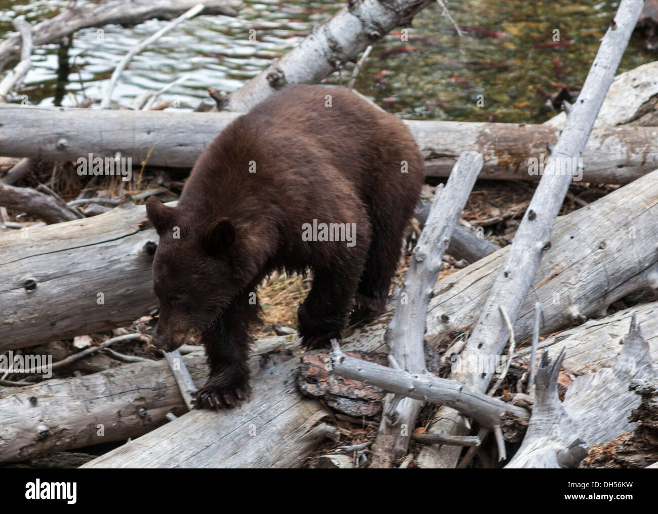 Black bear at beaver dam in Taylor Creek seeks spawning kokanee salmon Stock Photo