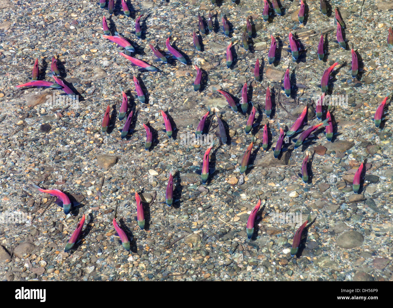 Kokanee salmon in Taylor Creek in South Lake Tahoe in autumn; salmon turn bright pink and red when they spawn in the fall Stock Photo
