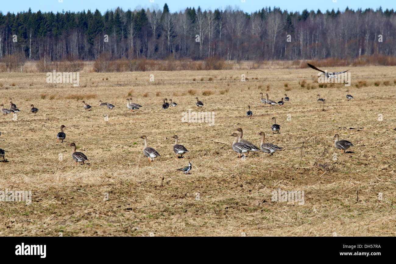 spring time  of migratory geese Stock Photo
