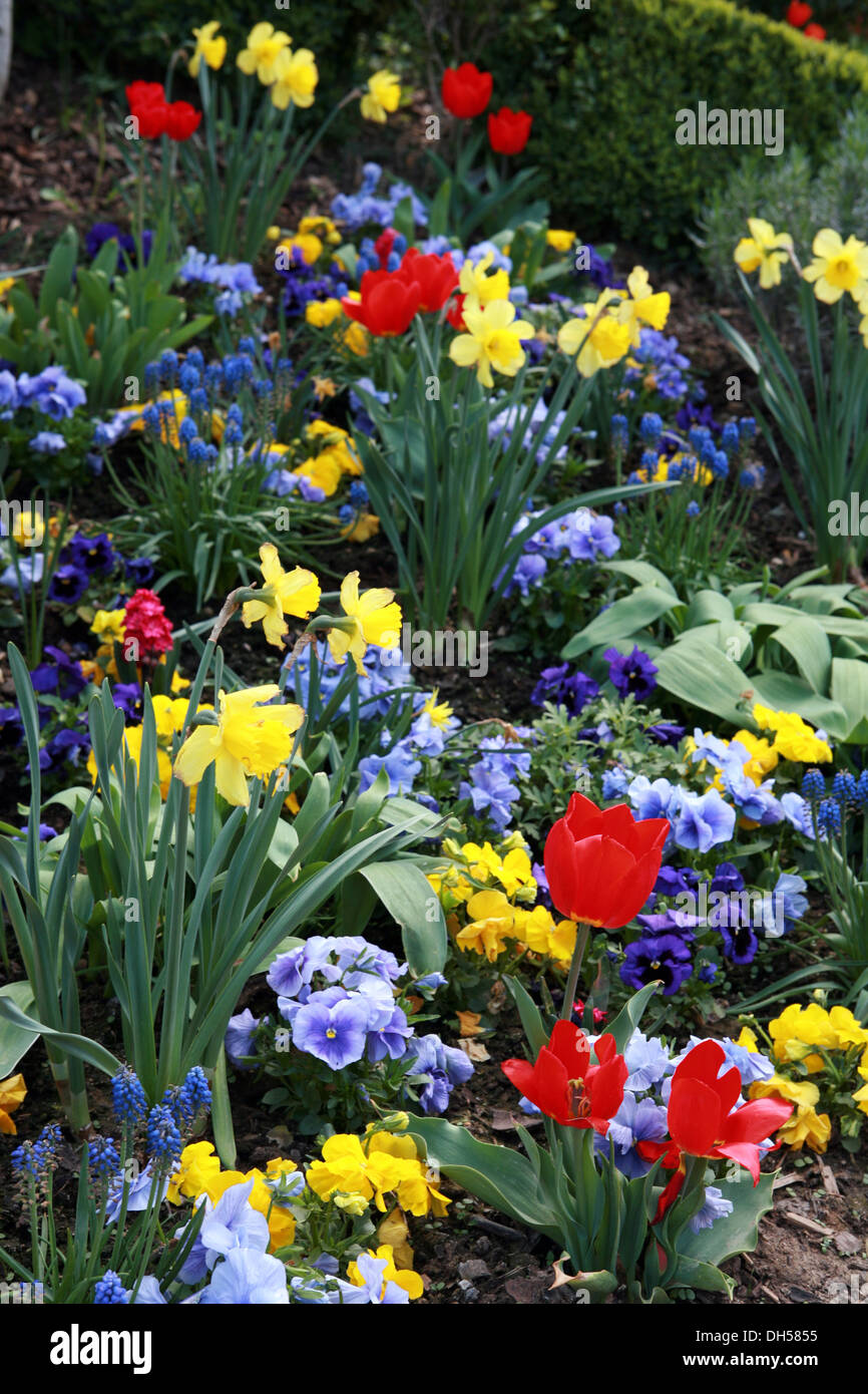 colourfull spring flowers Stock Photo
