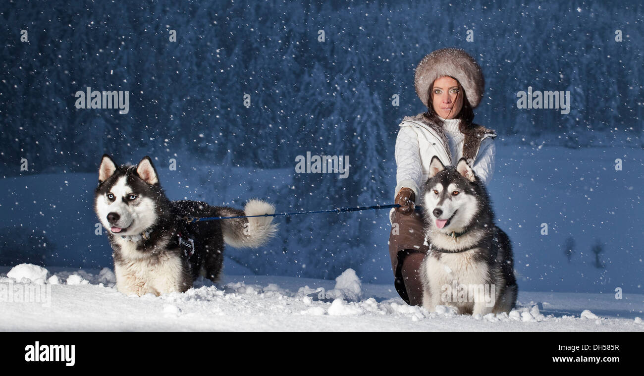 Young woman with huskies in the snow, Kolsassberg, Innsbruck-Stadt District, North Tyrol, Tyrol, Austria Stock Photo