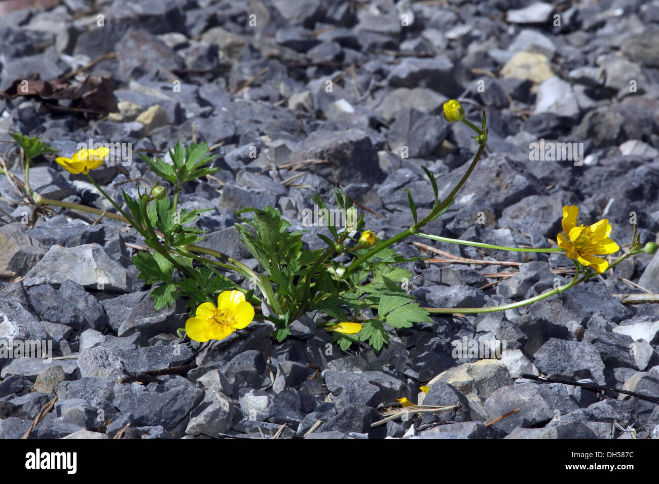 Creeping buttercup, Ranunculus repens Stock Photo
