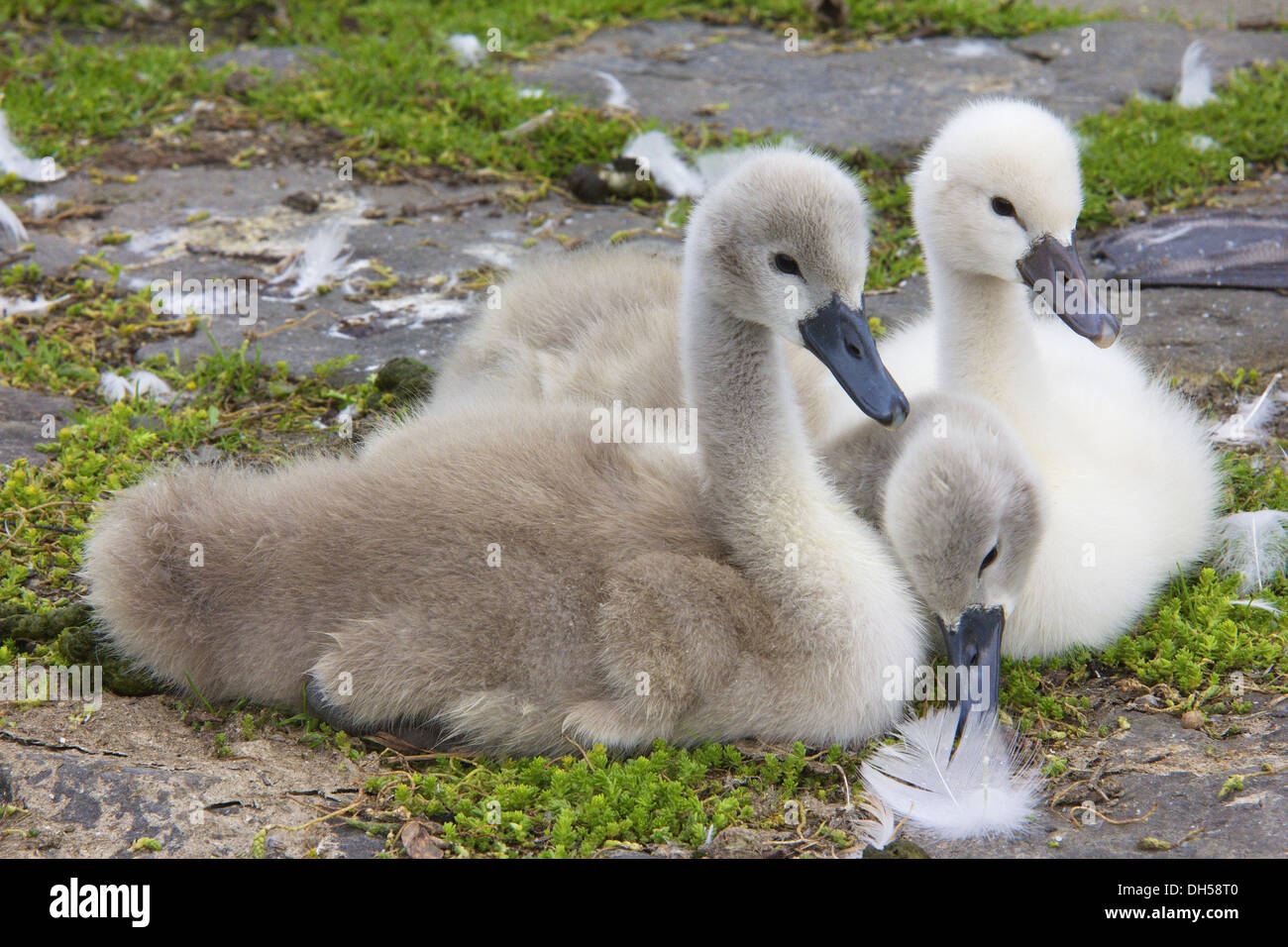 Mute swans (Cygnus olor), cygnets, lake Seilersee near Iserlohn, North Rhine-Westphalia Stock Photo