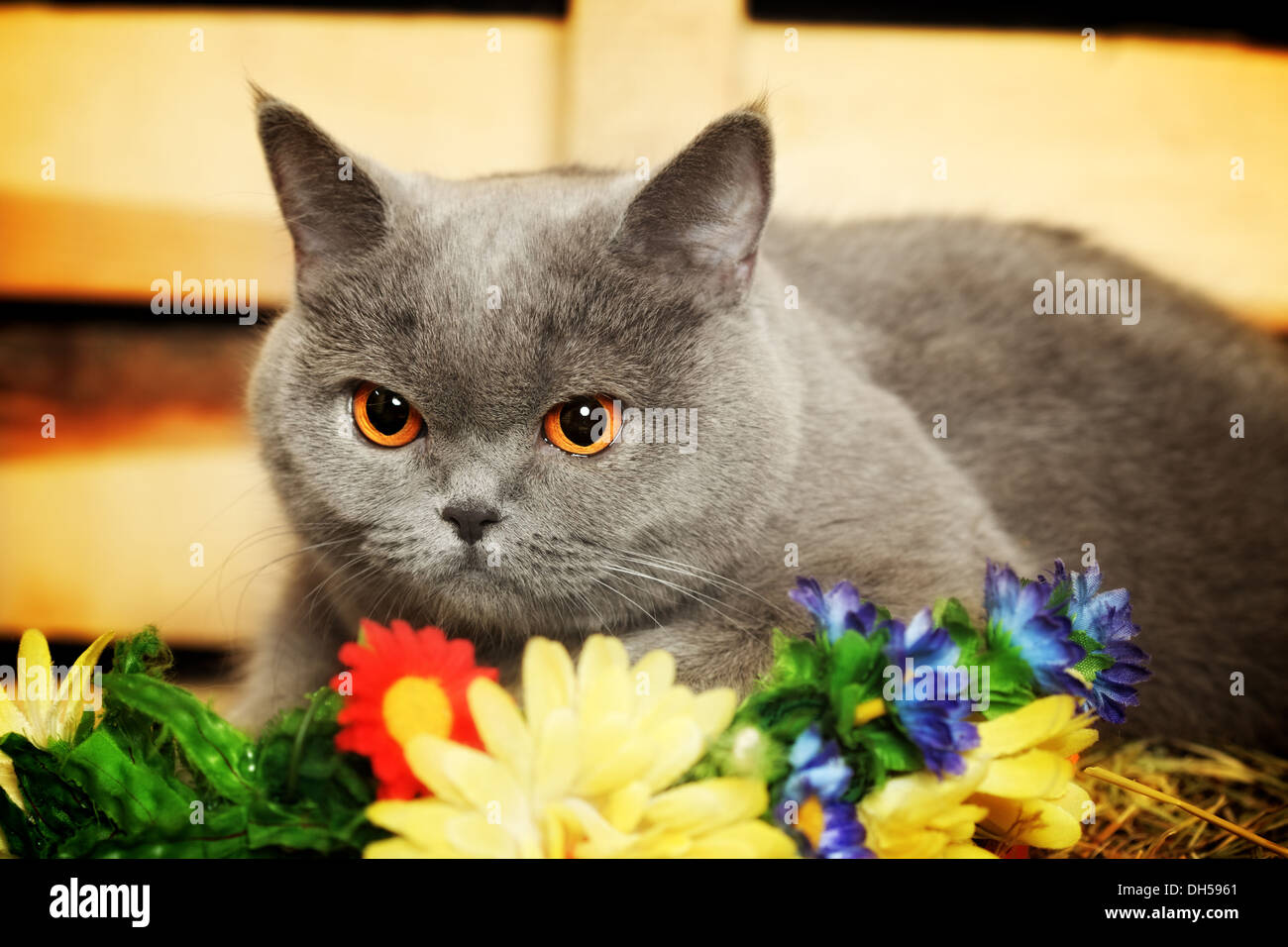 British Shorthair Cat Stock Photo Alamy