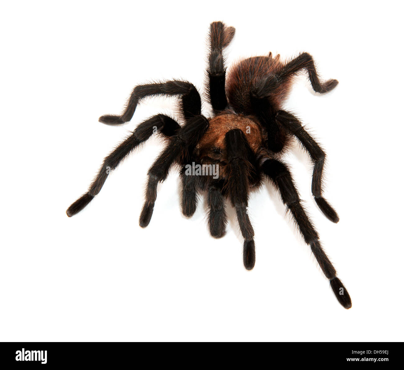 Oklahoma Brown Tarantula isolated on white Stock Photo Alamy