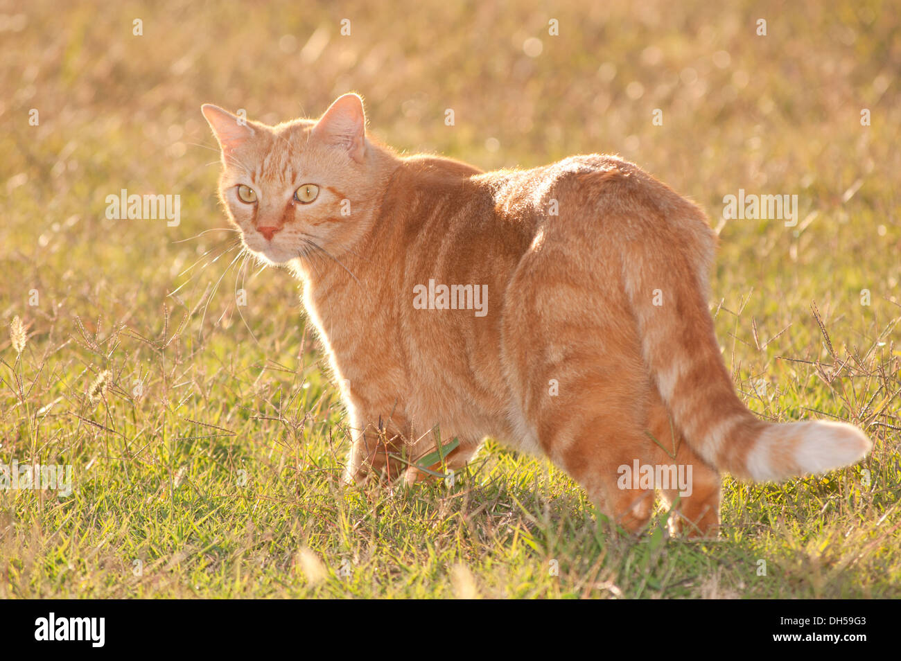 Ginger tabby cat in evening sun Stock Photo