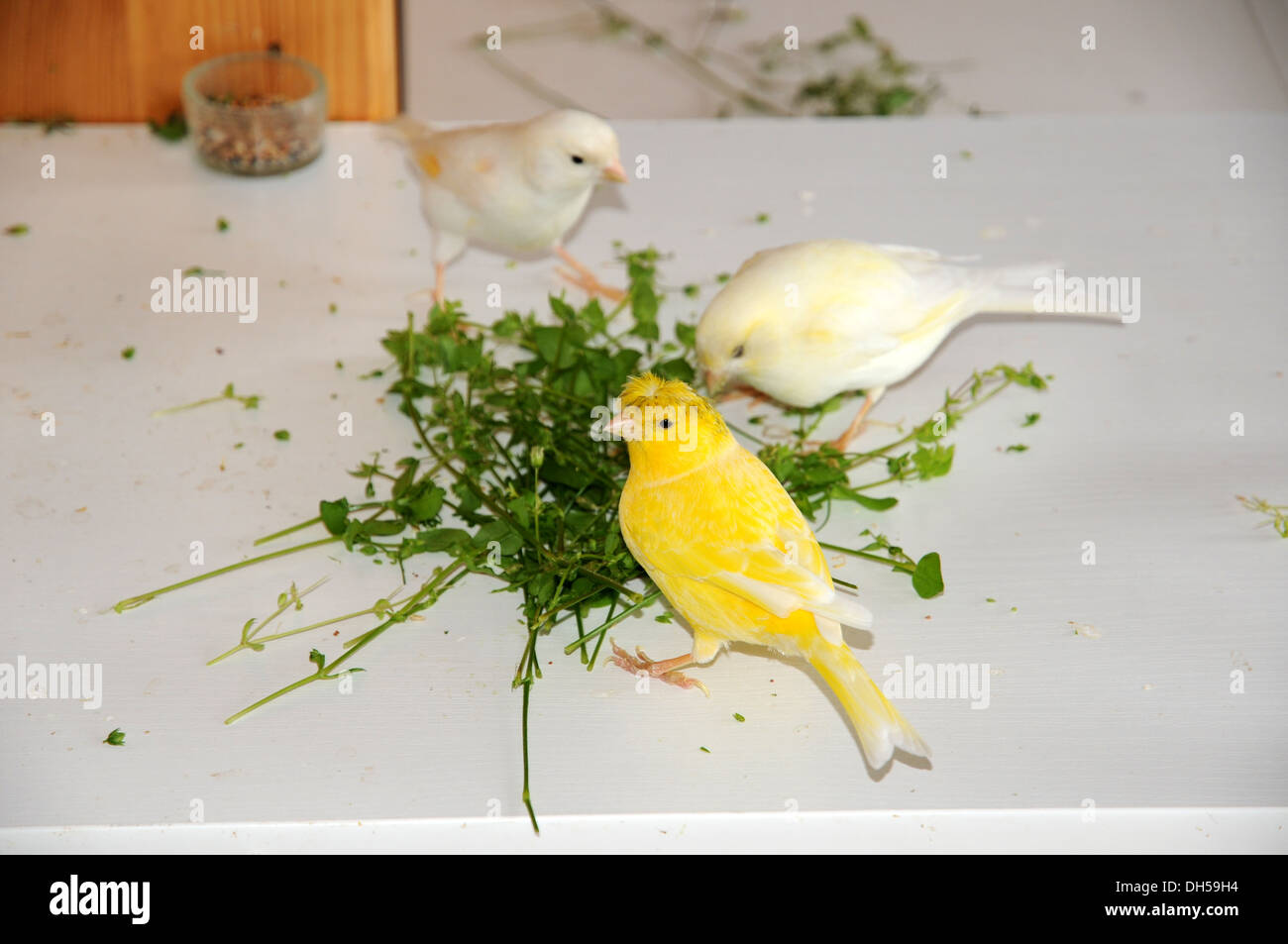 Canaries eating Chickweed Stock Photo Alamy