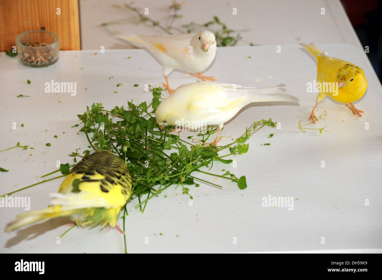Canaries eating chickweed Stock Photo Alamy