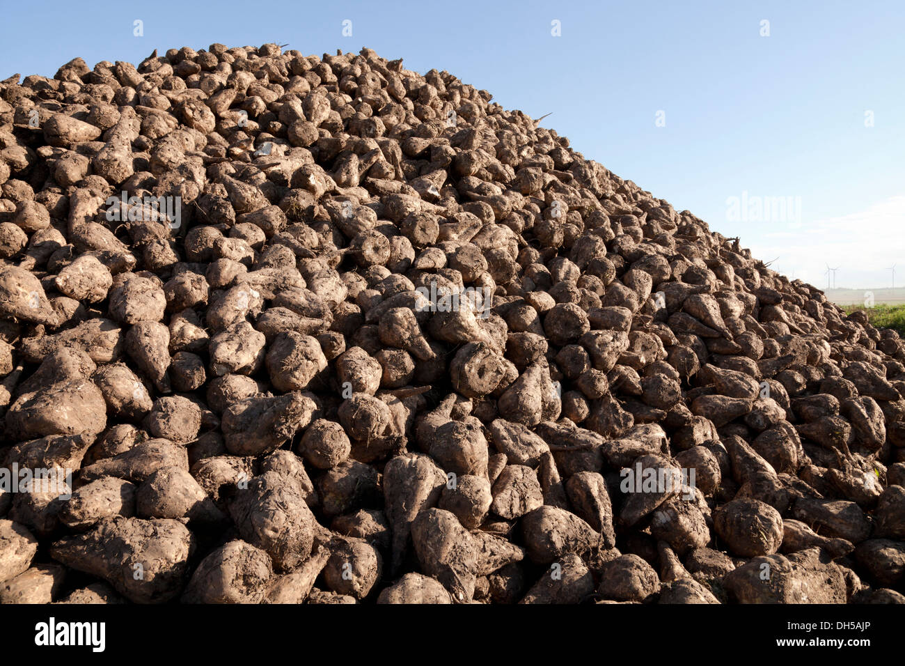 harvest of sugar beets Stock Photo