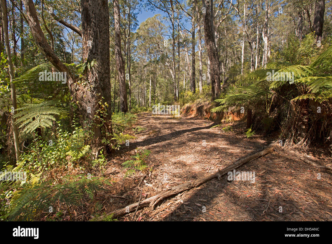 Narrow four wheel drive track lined with wildflowers and dense forest vegetation in Nowendoc National Park NSW Australia Stock Photo