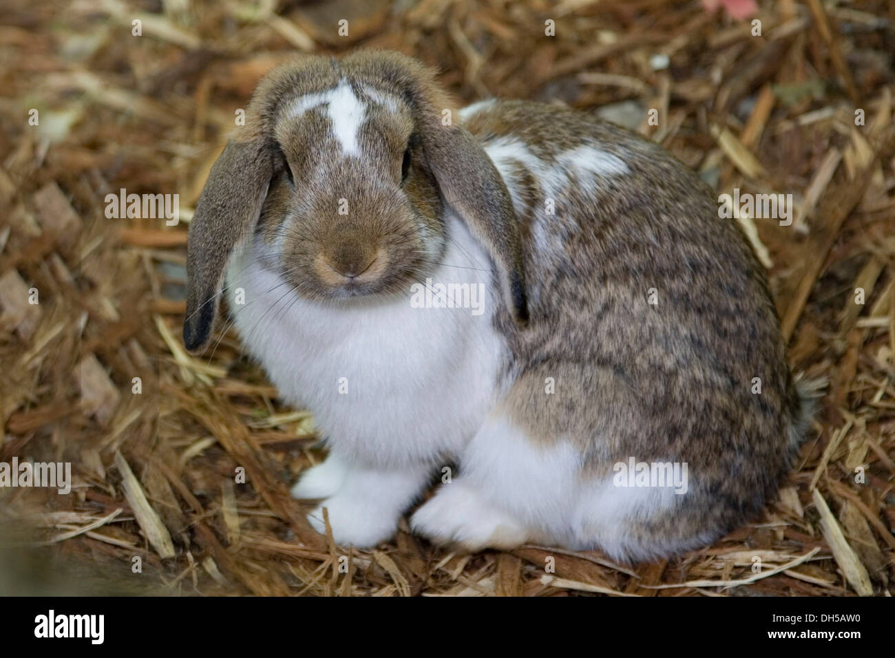 Piebald hires stock photography and images Alamy