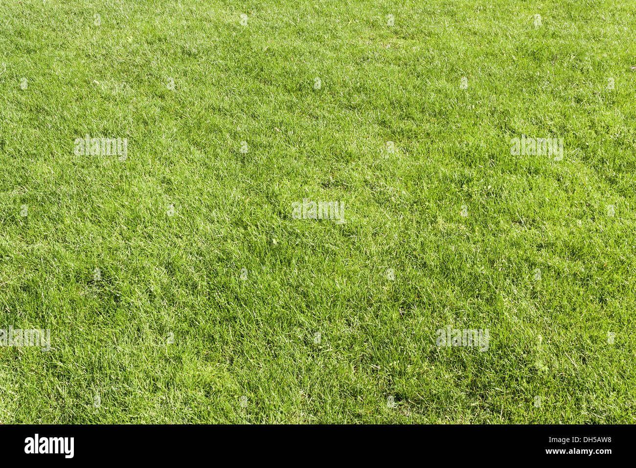 Wachsender rasen hires stock photography and images Alamy