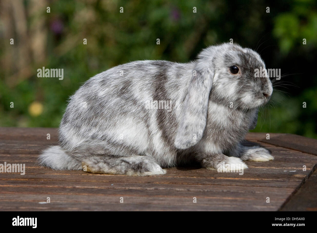 English Lop, rabbit breed Stock Photo