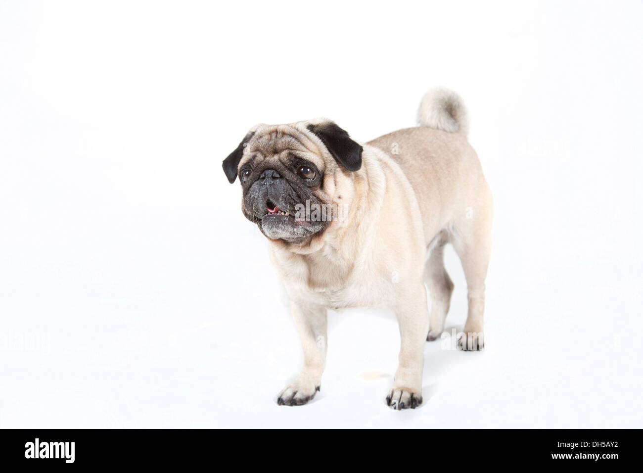 Fat pug hi-res stock photography and images - Alamy