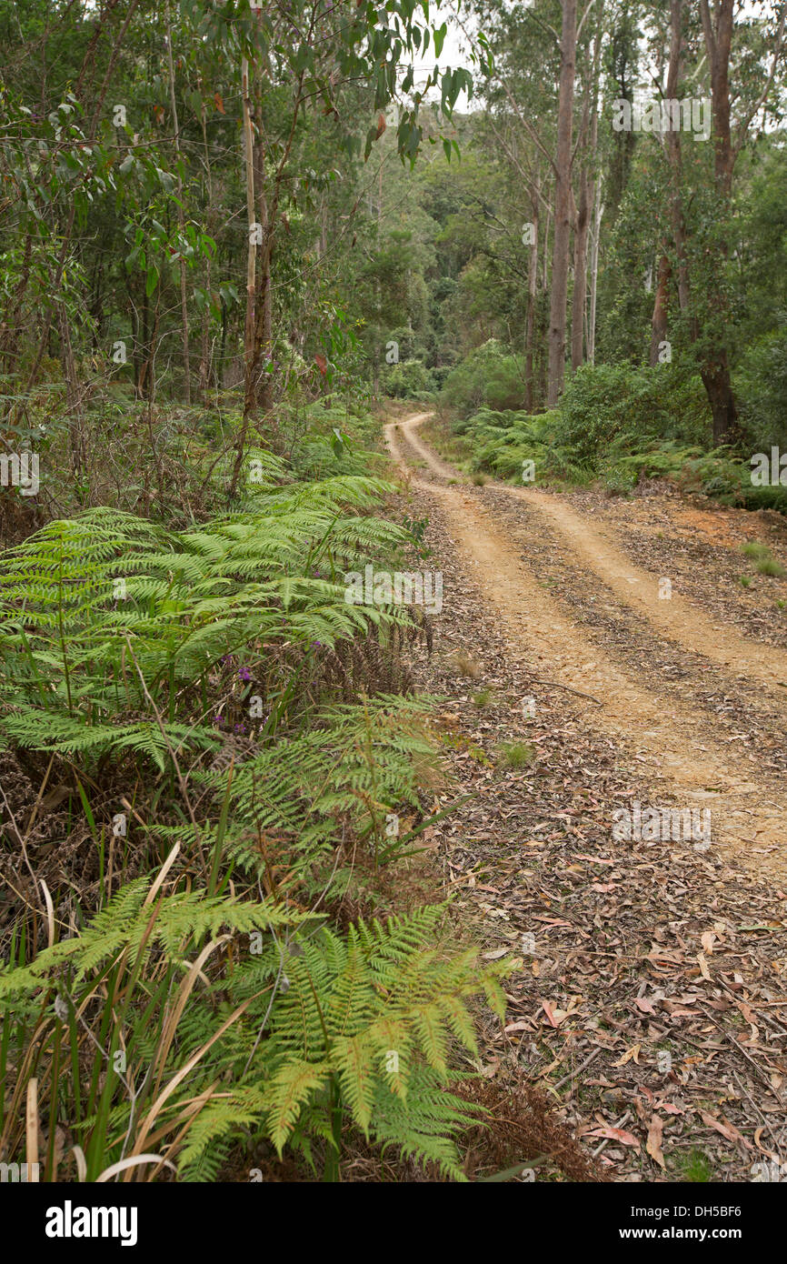 Landscape with narrow track spearing through dense forests with emerald tree ferns in Nowendoc National Park NSW Australia Stock Photo