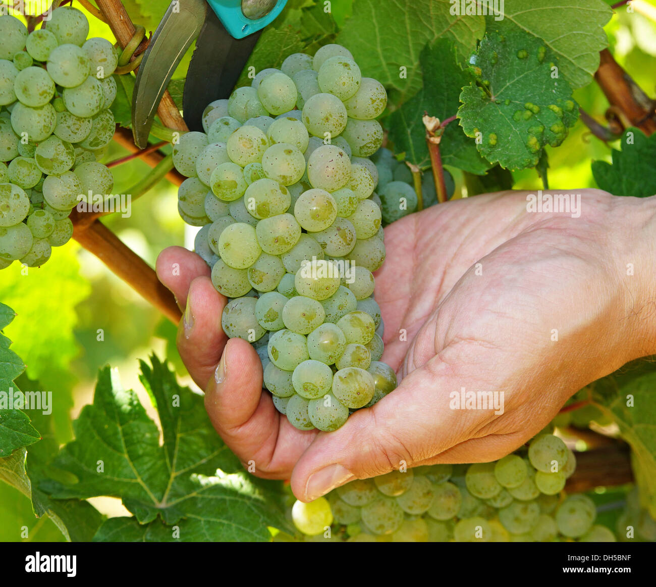 Viticulture whitewine hires stock photography and images Alamy