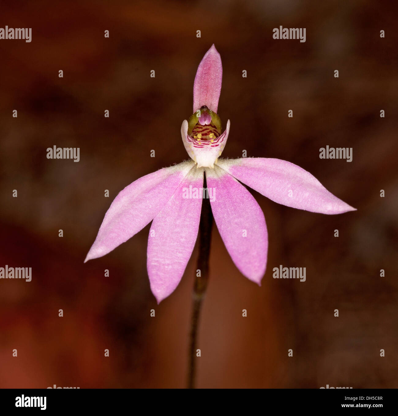 Attractive pink flower of Australian native ground orchid - Caladenia pusilla - against a dark background Stock Photo